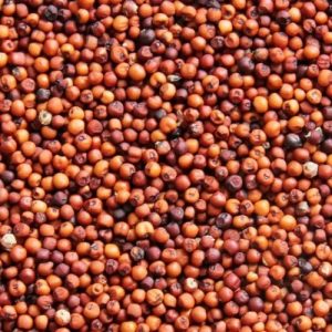 finger millet