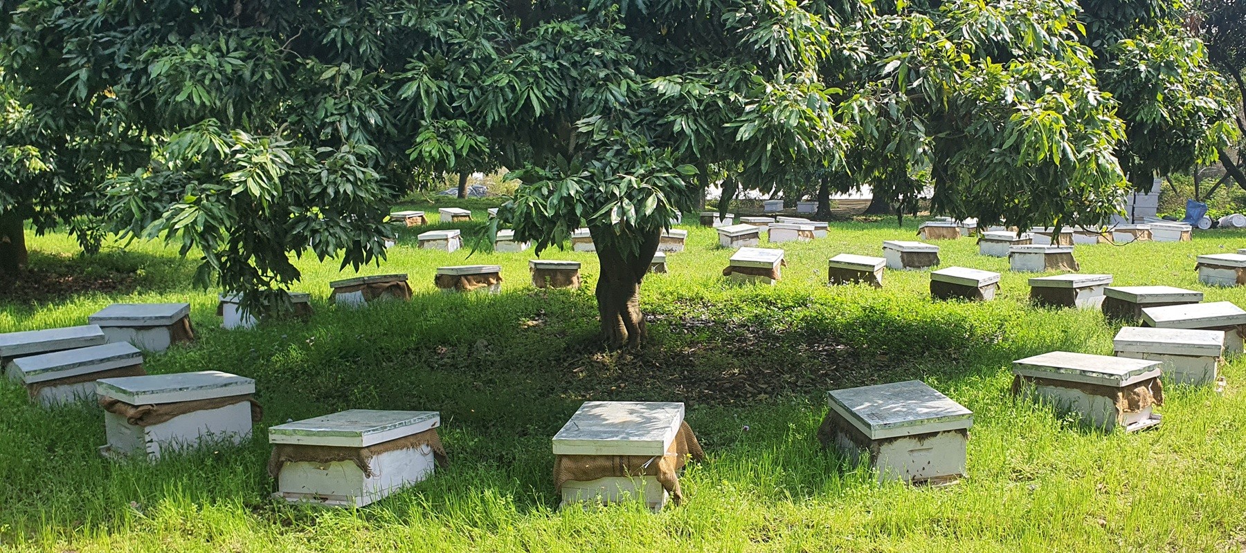 Sukheti Farms Bee Farm in Litchi Orchard